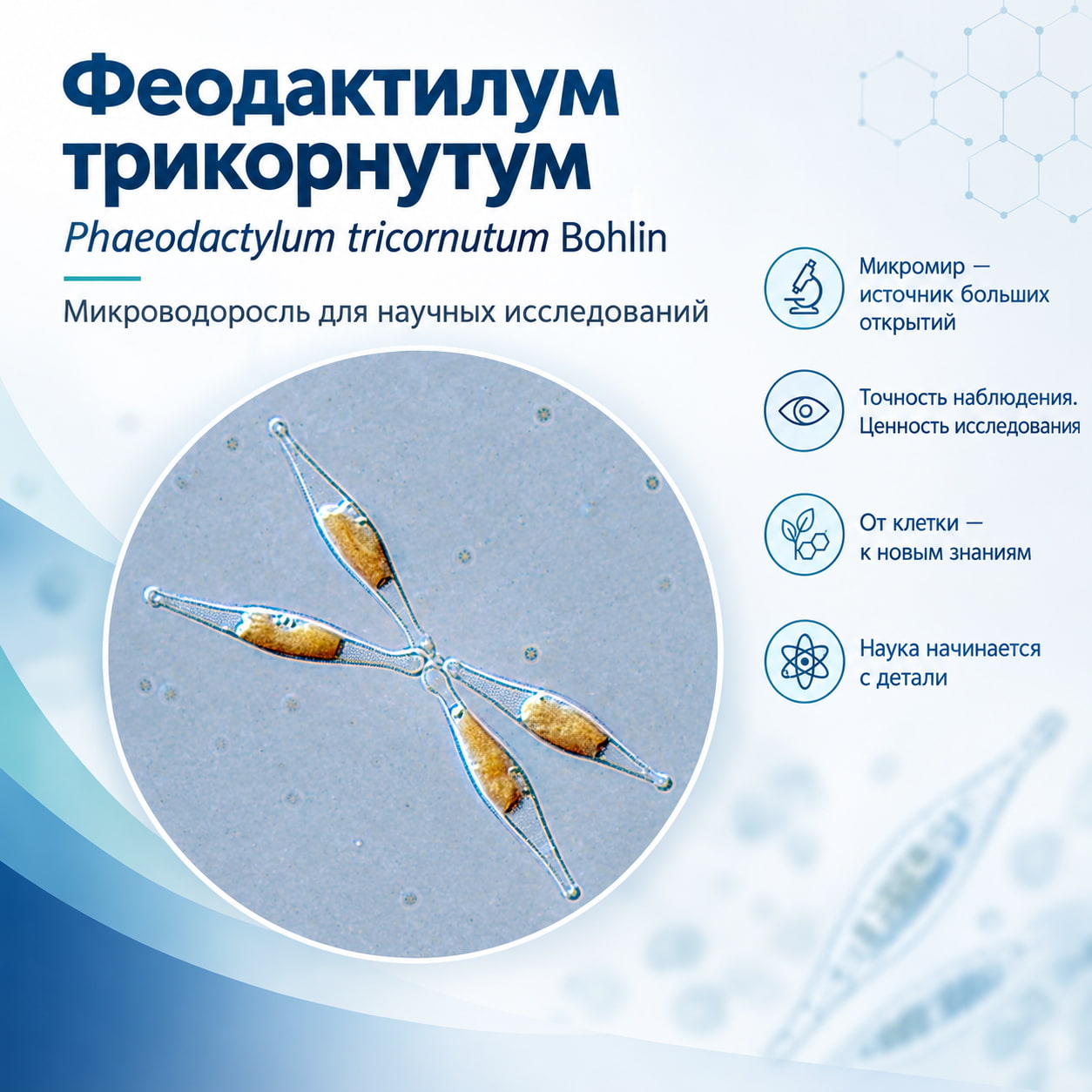 Феодактилум трикорнутум (Phaeodactylum tricornutum Bohlin)